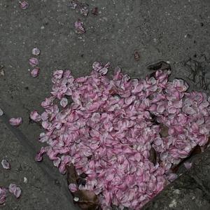 3p一女两男三飞做爰
